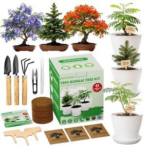 Jacaranda Bonsai Starter Kit Complete DIY Indoor Growing Kit with Tools, Planter